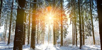 In einem verschneiten Nadelwald scheint die Sonne mit gelben Strahlen leuchtend durch die Bäume.